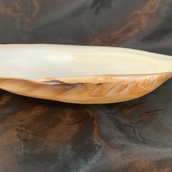 Polished Pearlized Large Clamshell Serving Dish and 4 Conch & Clamshell Spoon - Picture 12 of 12